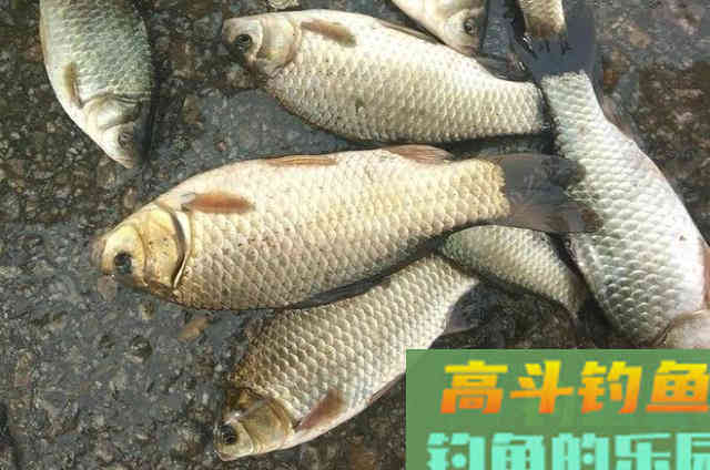 户外野钓大鲫鱼时,需要钓友牢牢记住的3个钓法套路 户外野钓大鲫鱼时,需要钓友牢牢记住的3个钓法套路