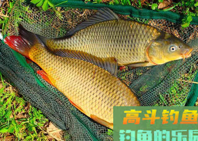 野钓鲤鱼这些年，心得不过这四条，注意这些小窍门