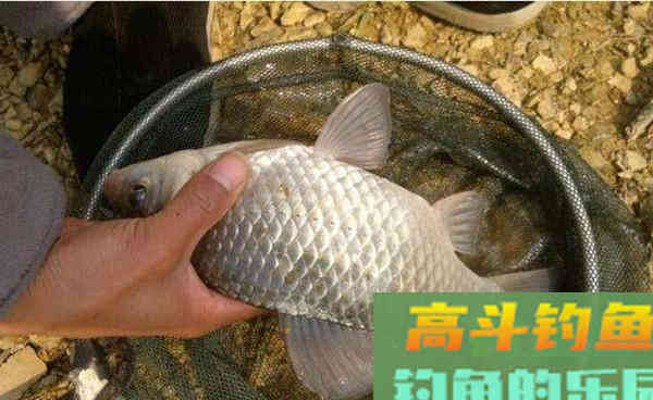 秋分过后钓鲫鱼,用这种饵料,大板鲫不难钓 秋分过后钓鲫鱼,用这种饵料,大板鲫不难钓