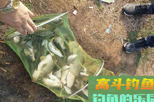 秋末要想钓好鲫鱼，建议你看看这篇文章，助提升渔获