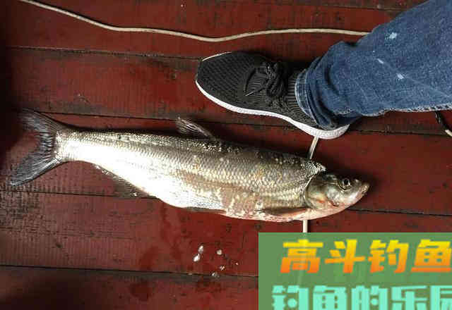 冬天钓翘嘴就用这种钓法 冬天钓翘嘴就用这种钓法