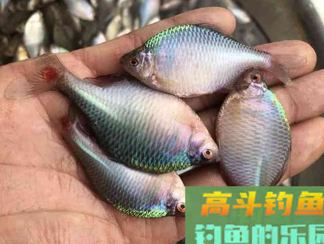还在看不起&ldquo;屎光皮&rdquo;？论条5块，按斤上百，我冰箱中唯一的存鱼