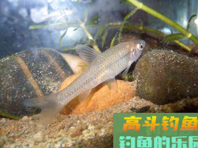 娇小麦穗鱼，已成功&ldquo;入侵&rdquo;34国！欧洲成了&ldquo;重灾区&rdquo;？