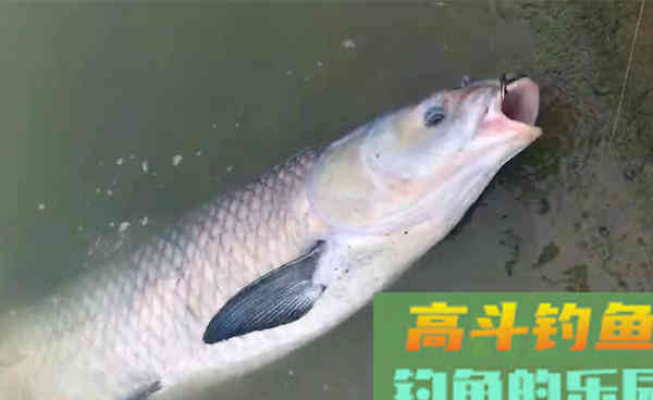 深秋时节钓青鱼，用这些老方法，渔获差不了