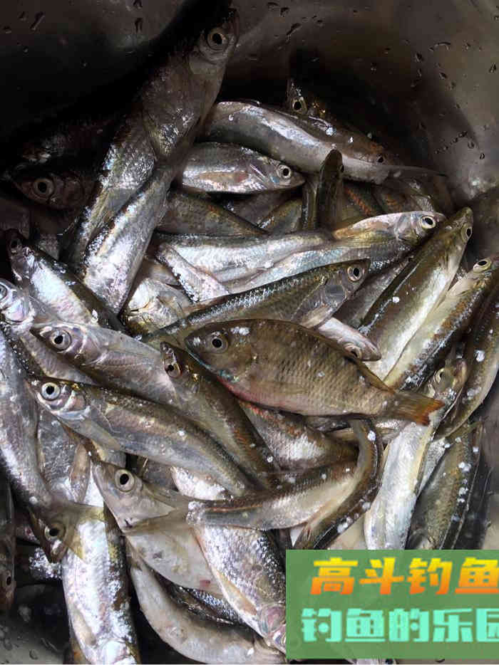 谈谈最近钓白条的心得，告诉你如何钓白条