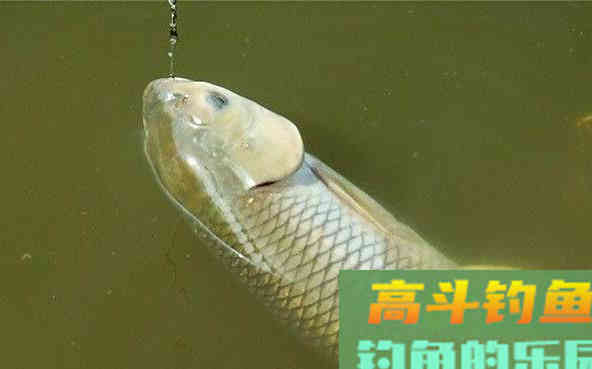 野钓大水面时,当这几种漂相出现时,必是草鱼给口了 野钓大水面时,当这几种漂相出现时,必是草鱼给口了