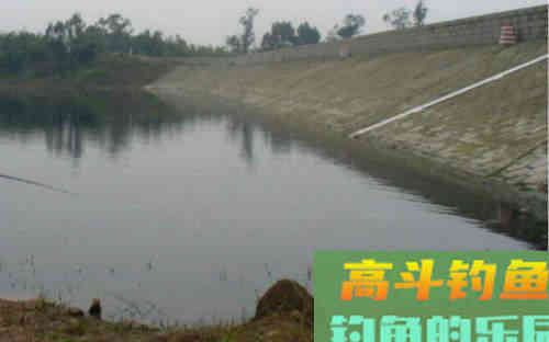 野钓怎样钓青鱼？需知道青鱼习性及对应的垂钓技巧