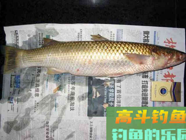 此鱼和挨饿的草鱼似有几分相像,生活在咸淡水交界处 此鱼和挨饿的草鱼似有几分相像,生活在咸淡水交界处