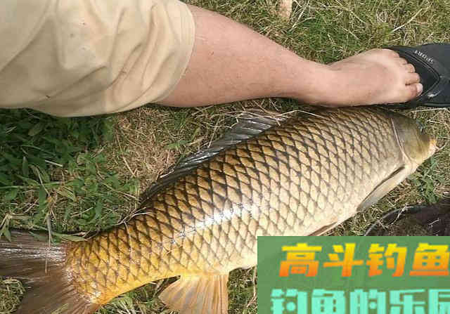 为什么钓了几条鱼后就没动静了?看老钓友如何解决 为什么钓了几条鱼后就没动静了?看老钓友如何解决