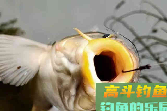 热天必备！这鲤鱼钓法简单易上手