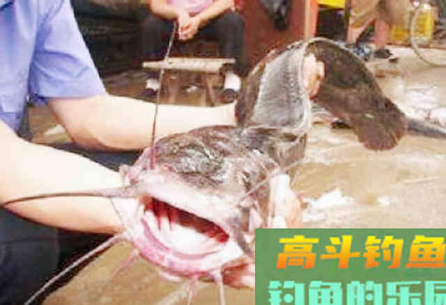 胡子鱼在广东已泛滥成灾，卖价不如白菜