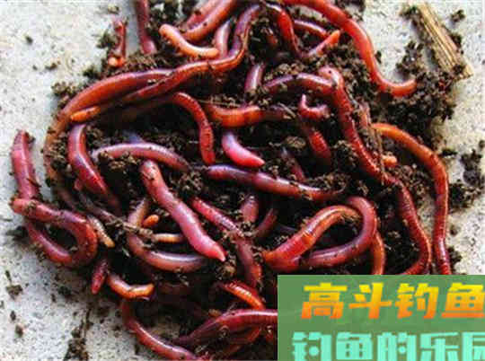 如何钓好鲫鱼？软竿，细线，小钩即可