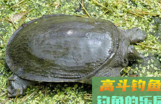 河道经常发现狡猾甲鱼露出水面，要怎么钓上岸