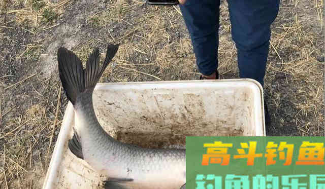 根据青鱼新鱼特点,分析鱼情合理选择正确钓法 根据青鱼新鱼特点,分析鱼情合理选择正确钓法