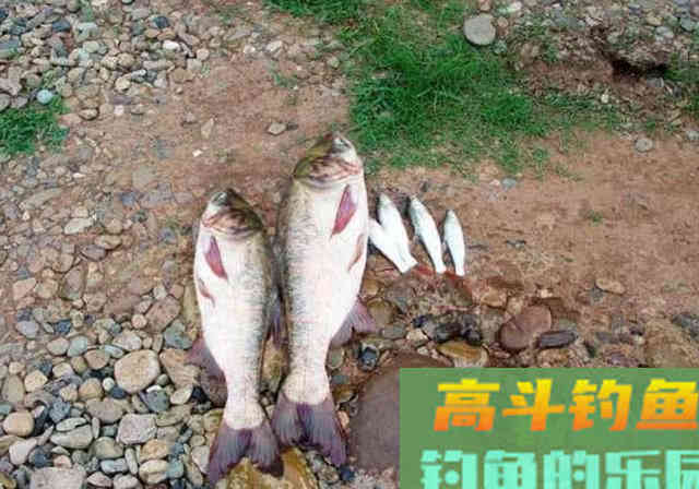 手竿如何垂钓大头鱼,4个方面重点就是饵要轻雾化好 手竿如何垂钓大头鱼,4个方面重点就是饵要轻雾化好