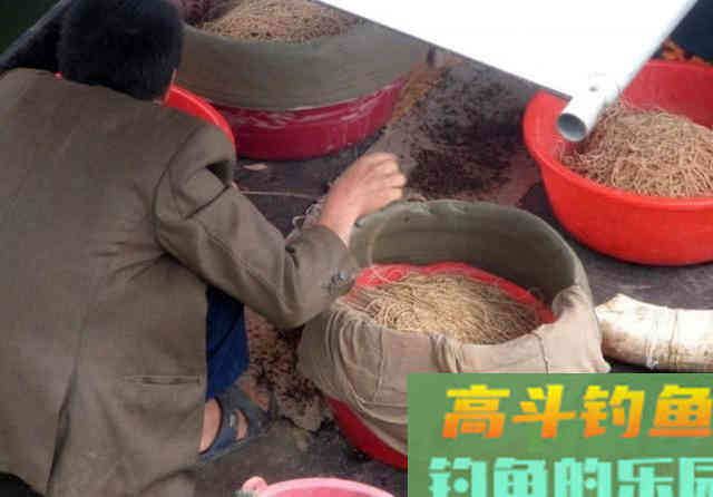 钓黄辣丁掌握好三个时机，四种钓法，一项注意
