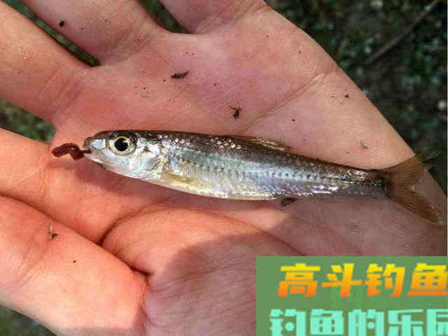冬天最好钓的小鱼:银鮈,味美好钓分布广 冬天最好钓的小鱼:银鮈,味美好钓分布广