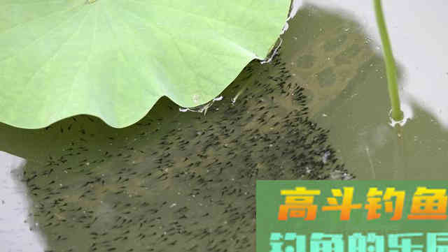 不同季节野钓黑鱼这样选择钓点和钓位