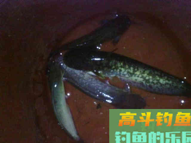 秋季夜钓鲶鱼是全年最好季节,总结5个技巧 秋季夜钓鲶鱼是全年最好季节,总结5个技巧