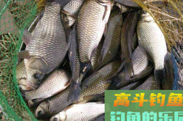 初秋太热，大板鲫怎么也不咬钩？试试我这3招