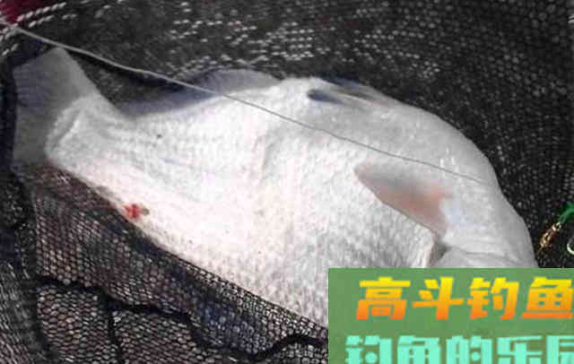 夏季不知如何钓鳊鱼,来看看这些垂钓心得 夏季不知如何钓鳊鱼,来看看这些垂钓心得