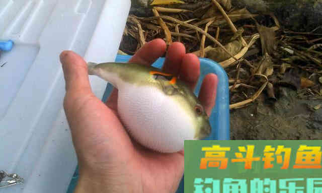 俗话说不吃河豚,不知鱼之鲜,这鱼该如何垂钓? 俗话说不吃河豚,不知鱼之鲜,这鱼该如何垂钓?
