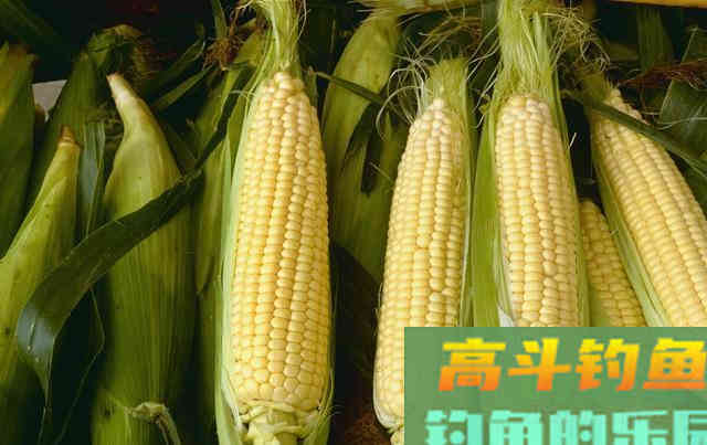 钓鳊鱼方法很多，但唯独这种方法让我百试不爽