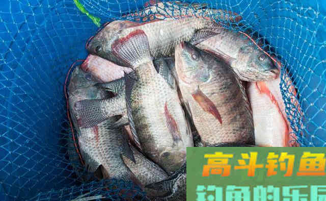 成都一水库发现罗非鱼,有人钓了十几斤,网友:冬天还吃钩? 成都一水库发现罗非鱼,有人钓了十几斤,网友:冬天还吃钩?