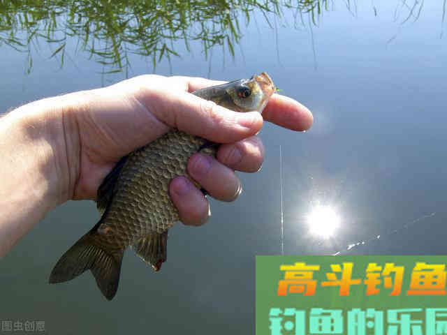 夏钓鲫鱼,这样开制搓饵与拉饵,诱钓结合轻松避小鱼 夏钓鲫鱼,这样开制搓饵与拉饵,诱钓结合轻松避小鱼