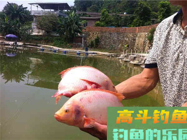 设么是红罗非鱼？红罗非是变种要该如何钓