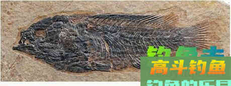 这种小型鲫鱼，能够上岸行走，为什么惹广东钓友厌恶