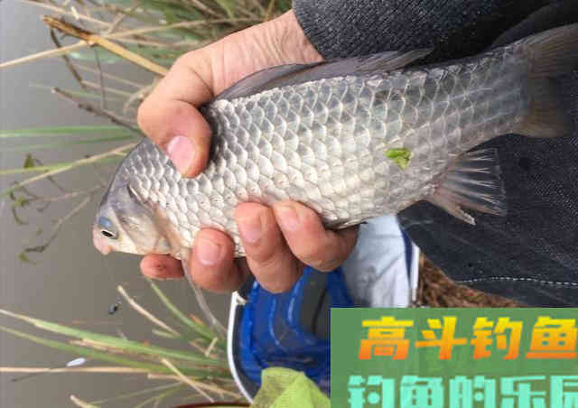 活学活用这几个技巧,冬天用谷麦钓鲤鱼 活学活用这几个技巧,冬天用谷麦钓鲤鱼