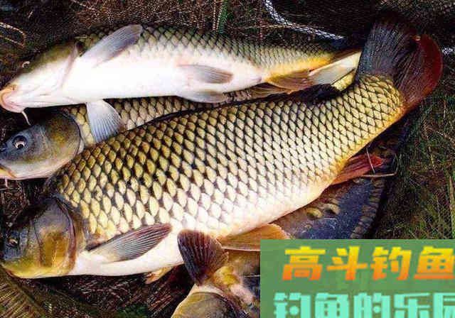 钓鲤鱼用什么饵料最好？能不能给几套配方