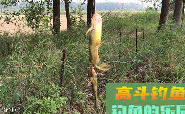 钓黄颡鱼秘诀及钓位怎么找?六个字给你答疑 钓黄颡鱼秘诀及钓位怎么找?六个字给你答疑