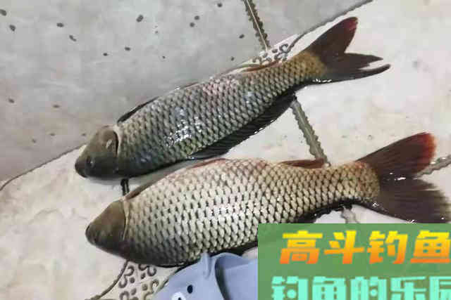 这才是诱骗鲤鱼进窝的致胜绝招，试过的人无一不服