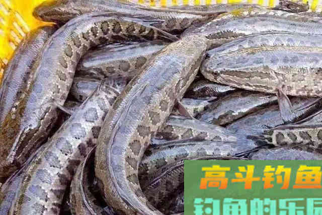 一放一收，这钓法果然是对付黑鱼的利器