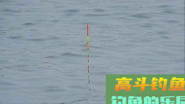 手竿底钓鲢鳙，这样做连杆中鲢鱼，就像拉白条一样
