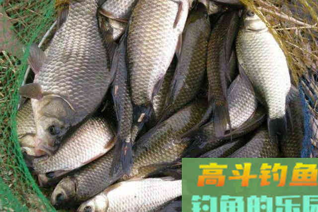 气温低，大板鲫总不咬钩，庆幸老钓手透露这3招
