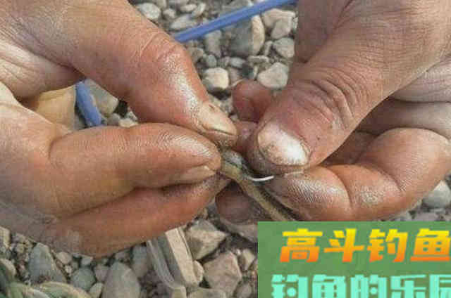 一到热天,黑鱼只要照我说的钓 一到热天,黑鱼只要照我说的钓