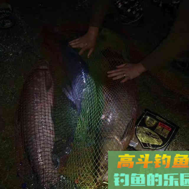 掌握这两个技巧四个细节,夜钓时,不愁鲤鱼不入护 掌握这两个技巧四个细节,夜钓时,不愁鲤鱼不入护