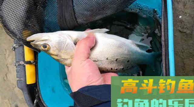 夏季,淡水鲈鱼的岸提钓法 夏季,淡水鲈鱼的岸提钓法