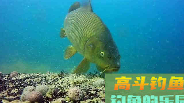这几种情况，鲤鱼分分钟教育你，中钩了也提不上岸