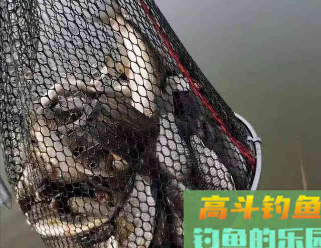 秋季钓鲫鱼,用多长的鱼竿合适 秋季钓鲫鱼,用多长的鱼竿合适