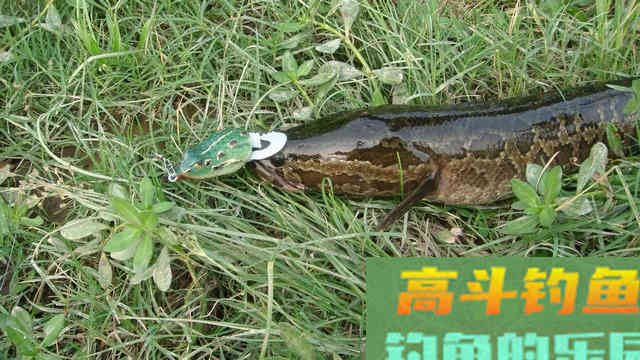 黑鱼钓法大盘点，这3种钓法中，你认为哪种比较好