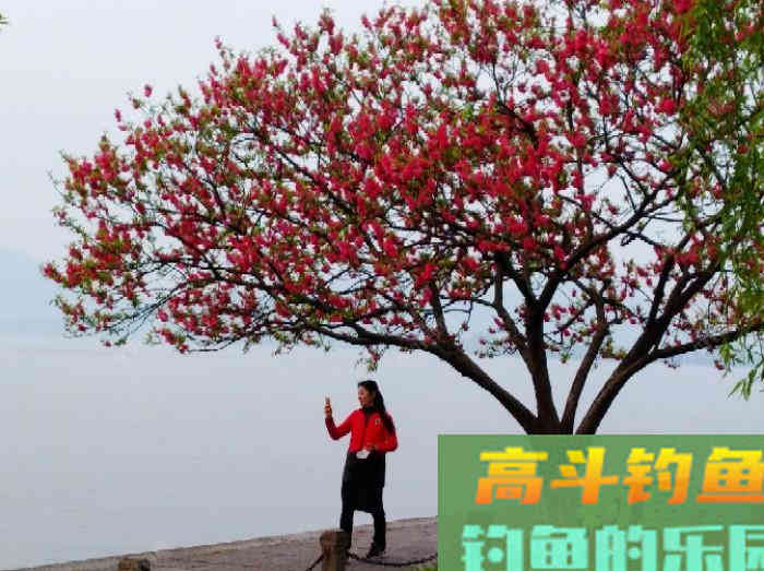 全方位谈钓鳊鱼的见解与体会，助你钓获大鳊鱼
