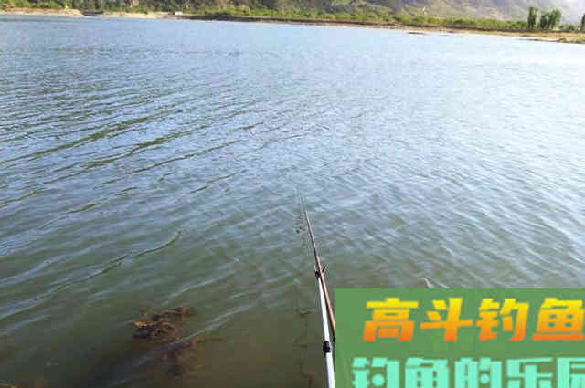 钓不好鲢鳙鱼,那就看看这些垂钓心得 钓不好鲢鳙鱼,那就看看这些垂钓心得