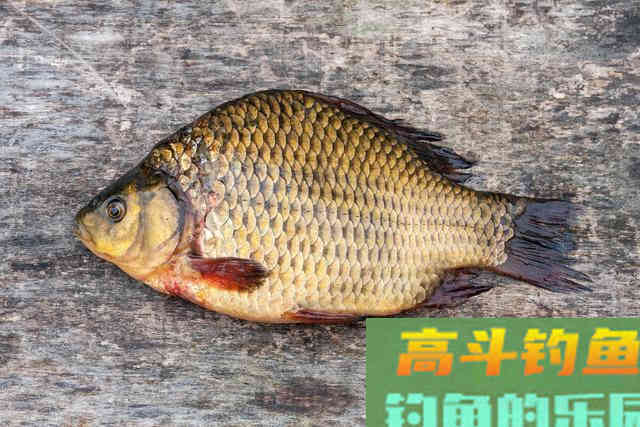 春季钓鲫鱼,传统钓功不可没,蚯蚓逗钓鲫鱼最理想 春季钓鲫鱼,传统钓功不可没,蚯蚓逗钓鲫鱼最理想