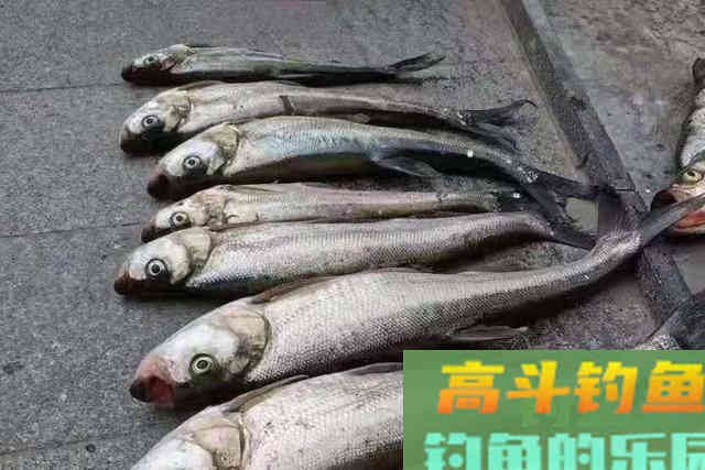 天气一热,翘嘴鱼还是不好钓,老司机指点指点 天气一热,翘嘴鱼还是不好钓,老司机指点指点