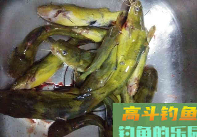 垂钓黄颡鱼,用女士丝袜打窝诱鱼 垂钓黄颡鱼,用女士丝袜打窝诱鱼