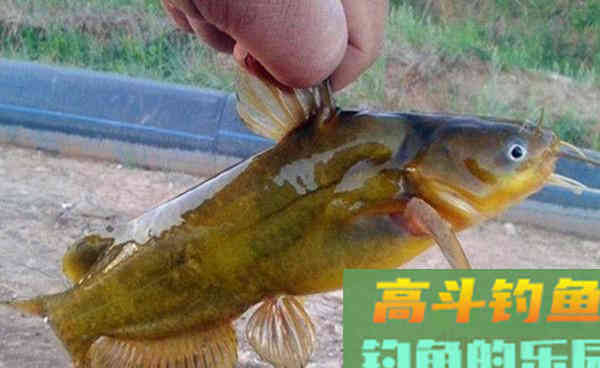 秋季野钓黄颡鱼的钓法,还是这种最给力 秋季野钓黄颡鱼的钓法,还是这种最给力